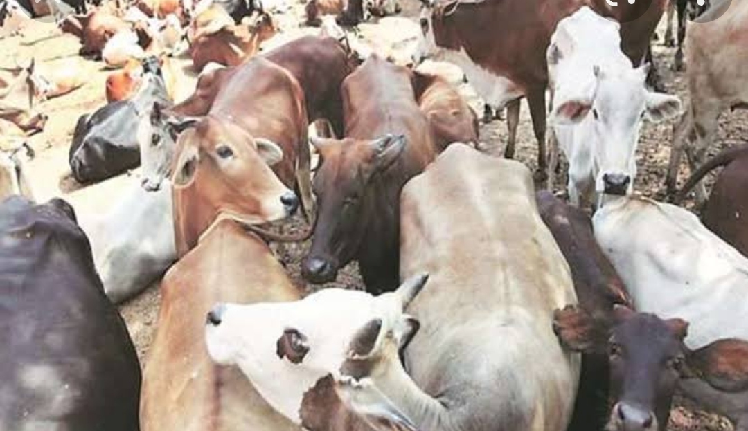 Photo of गांव के कच्चे रास्तों से हो रही थी गौ तस्करी। सामाजिक कार्यकर्ताओं को आता देख भागे तस्कर।