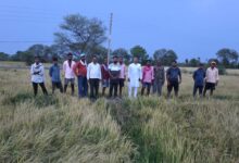 Photo of ओला वृष्टि व बारिश के नुकसान का किया मुआयना :– अंकित