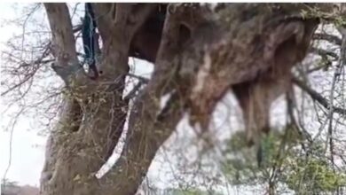 Photo of सरायपाली में गोवंशों के साथ क्रूरता का मामला, जनआक्रोश के बीच दोषियों पर सख्त कार्रवाई की मांग