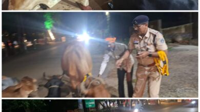 Photo of सड़क दुर्घटनाओं की रोकथाम हेतु धमतरी पुलिस की अभिनव पहल – आवारा मवेशियों को पहनाए जा रहे रेडियम रिफ्लेक्टर बेल्ट