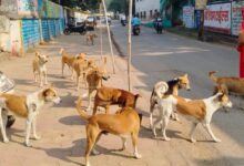 Photo of धमतरी में आवारा कुत्तों का आतंककई वार्डो में दहशत का माहौल