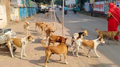 Photo of धमतरी में आवारा कुत्तों का आतंककई वार्डो में दहशत का माहौल